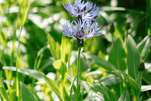 Les Glycines de Monchy – A garden where time stands still